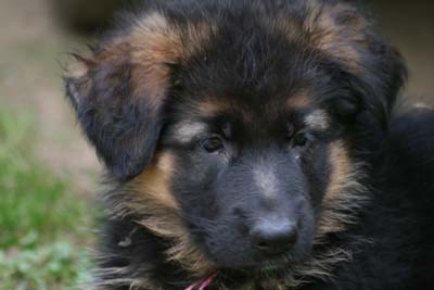 berger allemand poil mi long